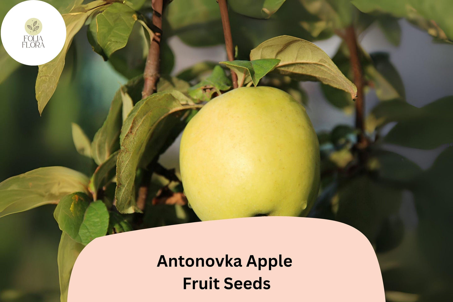 25+ Antonovka Apple Seeds | Malus domestica | Cold Hardy Heirloom Variety | Great for Rootstock or Orchard Planting | Non-GMO