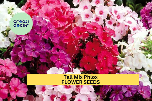 100+ Tall Mix Phlox Seeds – Colorful Summer Blooms for Garden Planting, Upright Perennials for Borders & Pollinator Gardens – USA
