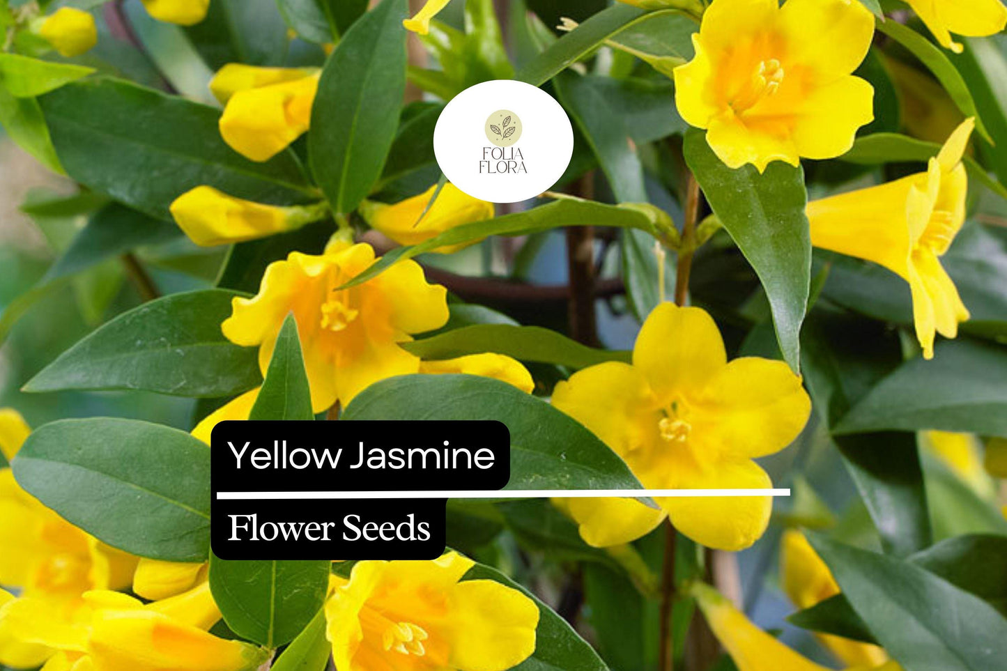 Yellow Jasmine Seeds (25) | Gelsemium sempervirens | Carolina Jessamine | Fragrant Yellow Climbing Vine | Pollinator-Friendly