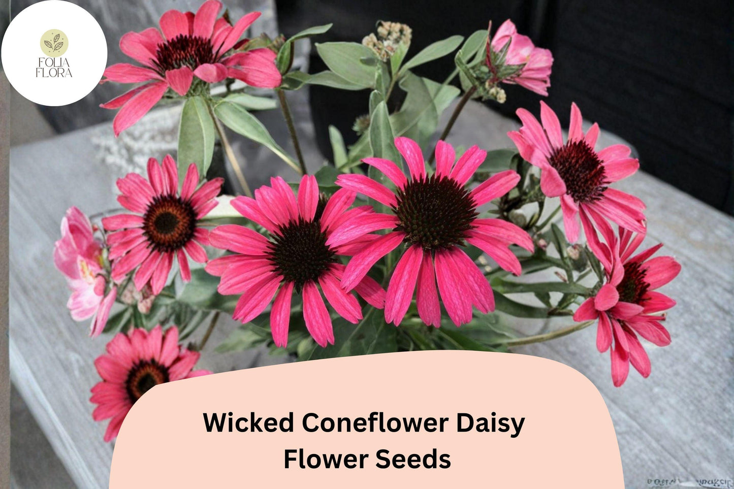 200+ Wicked Coneflower Daisy Seeds | Echinacea purpurea | Dark Bloom Mix | Pollinator Friendly Garden Flowers