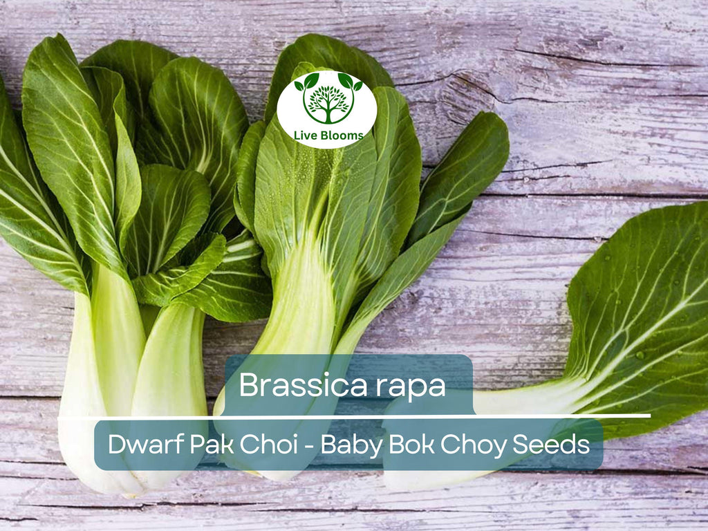 180 Seeds Dwarf Pak Choi - Baby Bok Choy for Planting (Brassica rapa) - Fast-Growing, Tender, Nutritious Asian Greens for Home Gardens