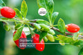 2 Fresh Goji Berry Cuttings – Bare Root Live Plant – Easy to Grow – Ready to Plant