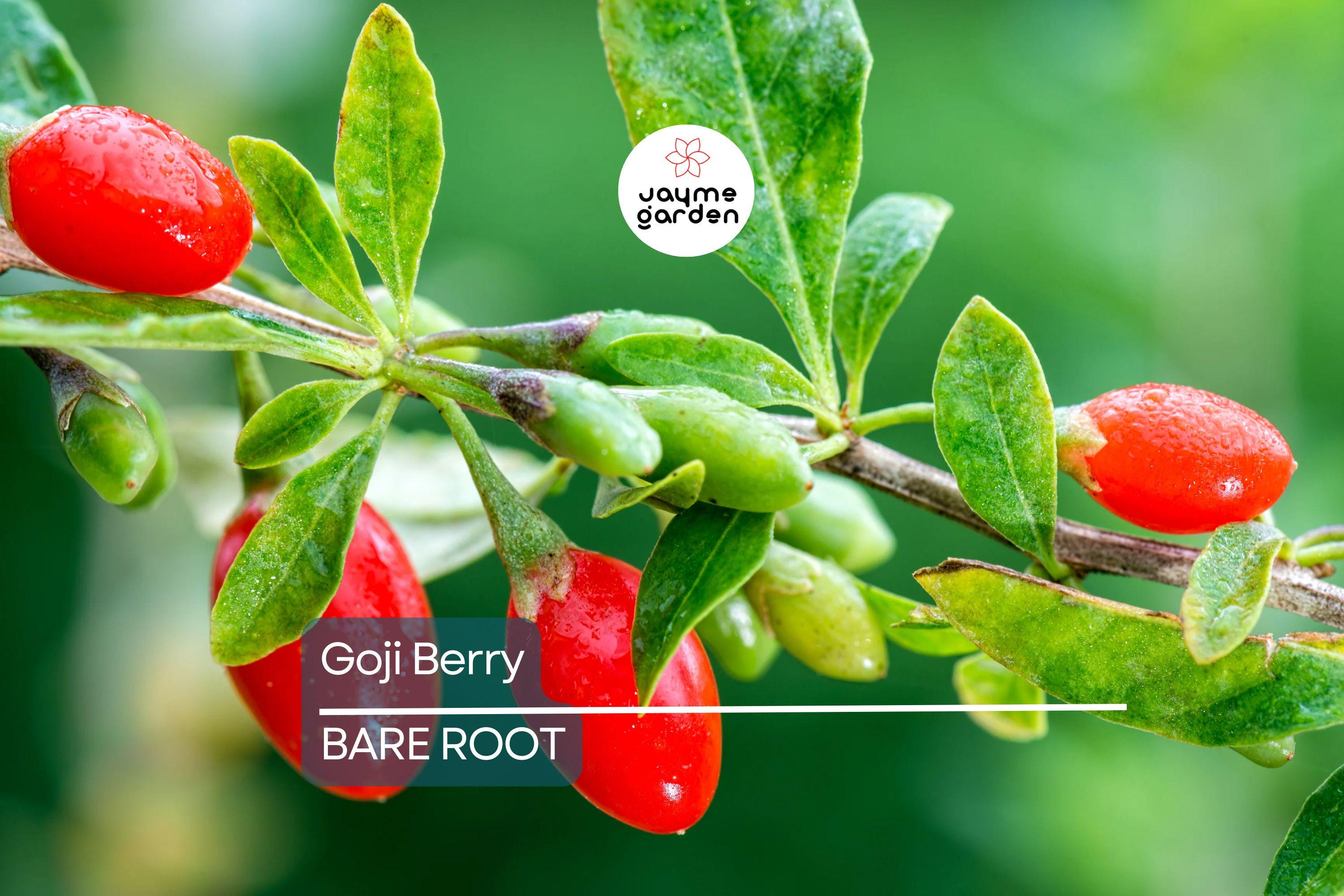 2 Fresh Goji Berry Cuttings – Bare Root Live Plant – Easy to Grow – Ready to Plant