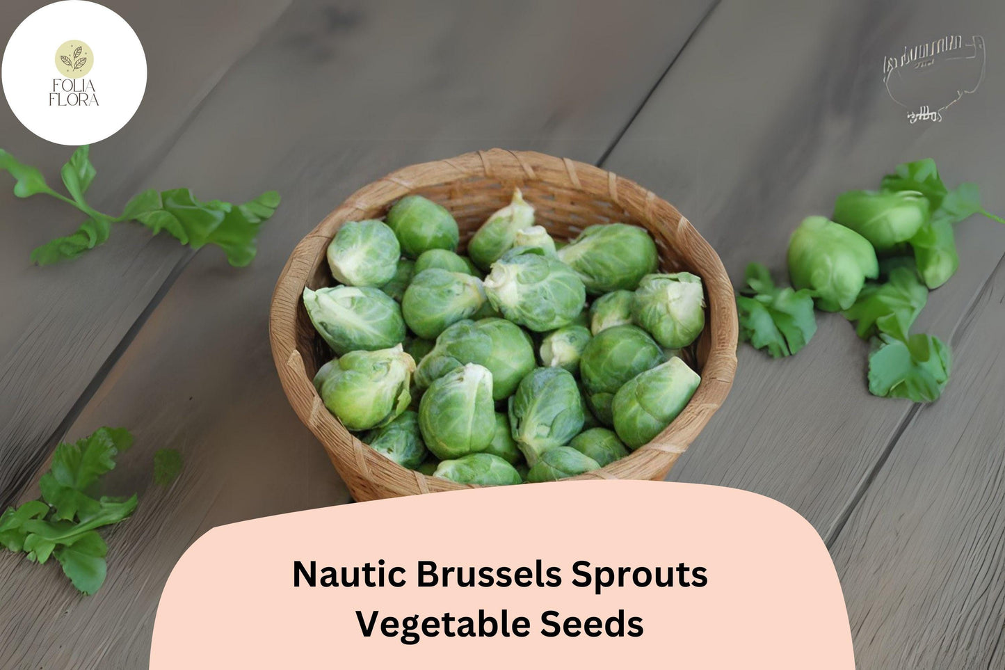500+ Nautic F1 Brussels Sprouts Seeds – High-Yield Hybrid for Garden & Fall Harvest