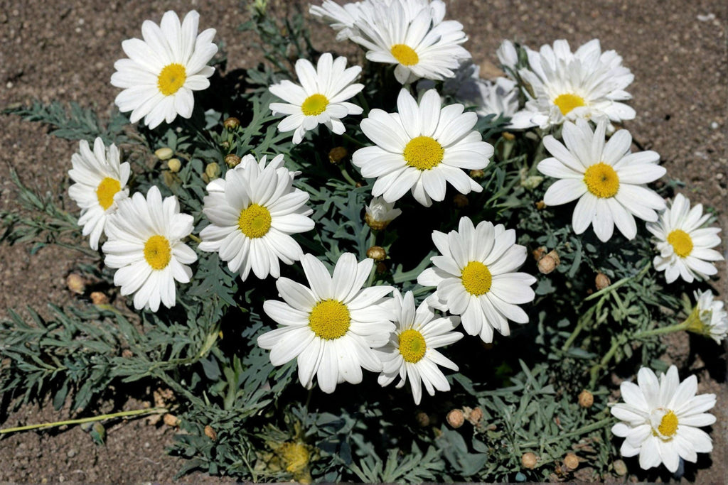 Creeping Daisy Seeds – Chrysanthemum paludosum, Low Growing White Annual Flowers (100 Seeds)