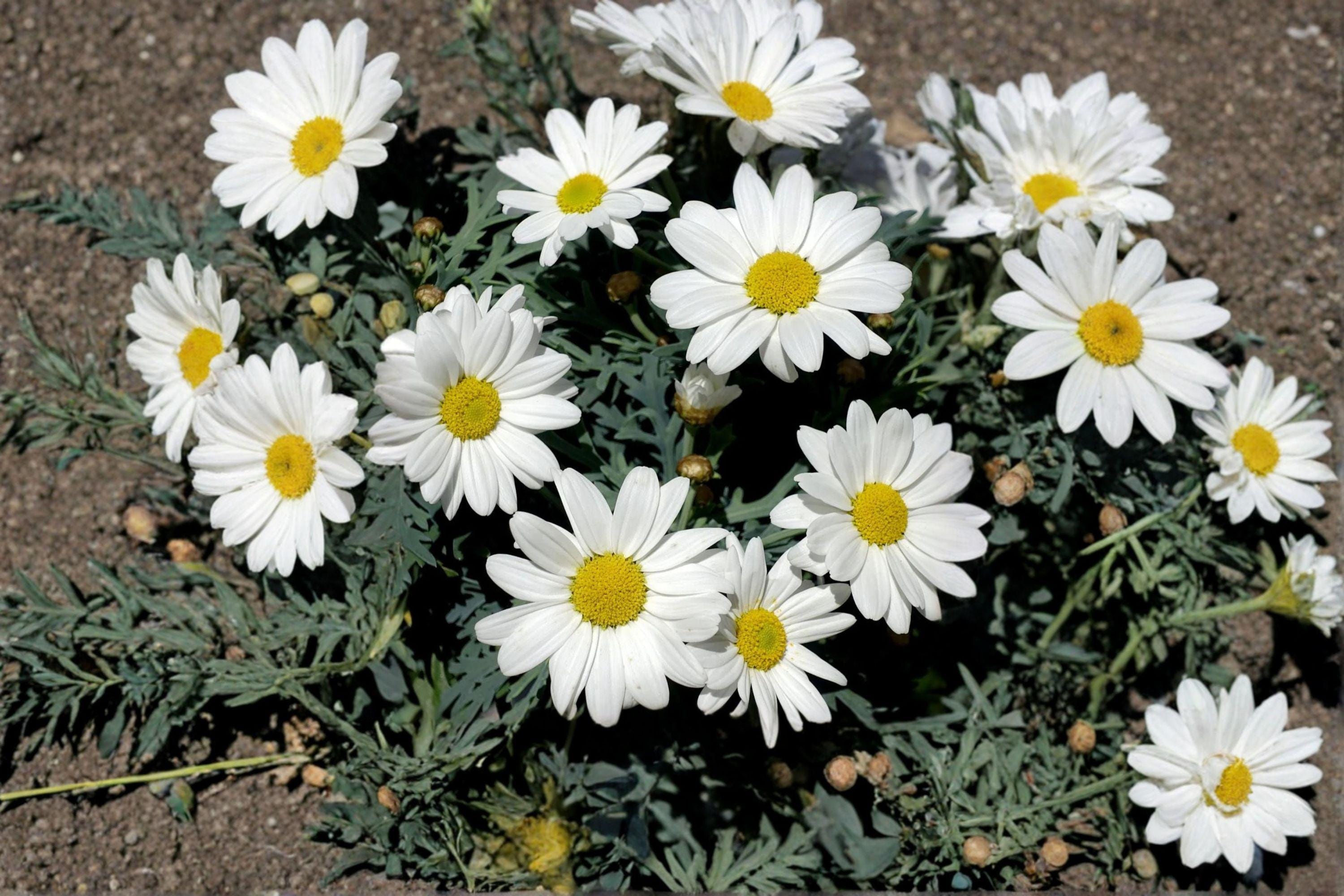 Creeping Daisy Seeds – Chrysanthemum paludosum, Low Growing White Annual Flowers (100 Seeds)