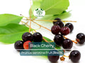 20 Black Cherry Seeds (Prunus serotina), Sweet Edible Fruit, High Yield, Hardy Tree, Perfect for Garden, Jam, Jellies, & Fresh Eating