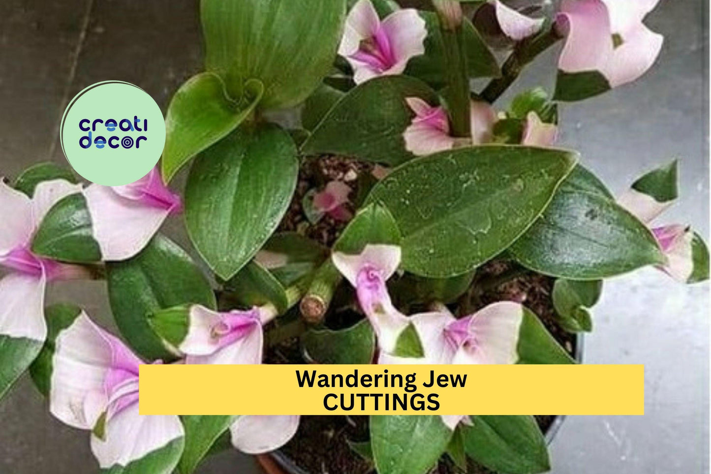 Blushing Maiden Tradescantia Cuttings (3) | Andersoniana Wandering Jew Plant | Variegated Houseplant | Easy to Root