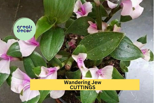 Blushing Maiden Tradescantia Cuttings (3) | Andersoniana Wandering Jew Plant | Variegated Houseplant | Easy to Root