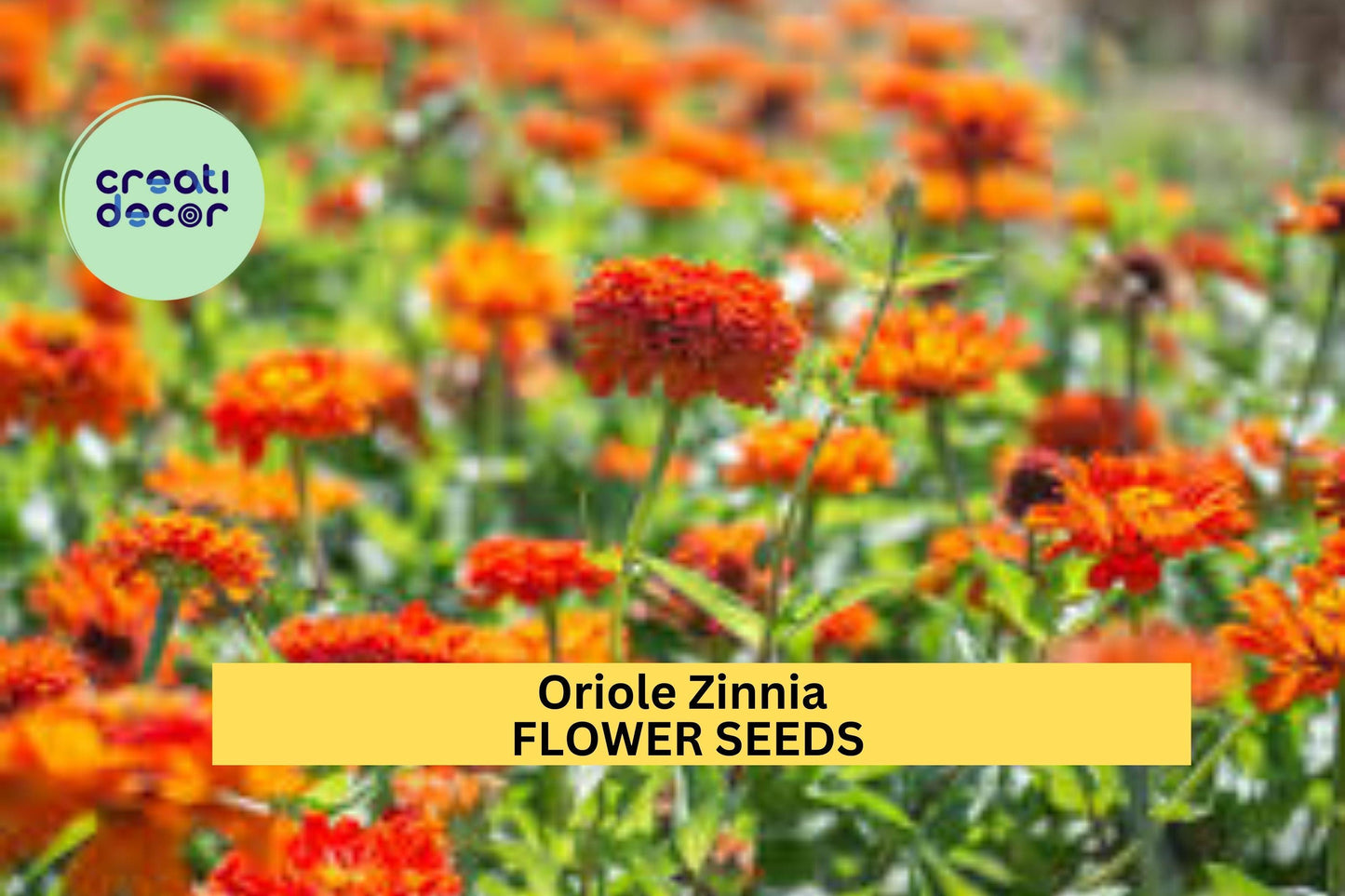 100+ Oriole Zinnia Seeds – Bright Orange Blooms for Garden Planting, Bold Annuals for Borders, Pollinator Beds & Cut Flowers – USA