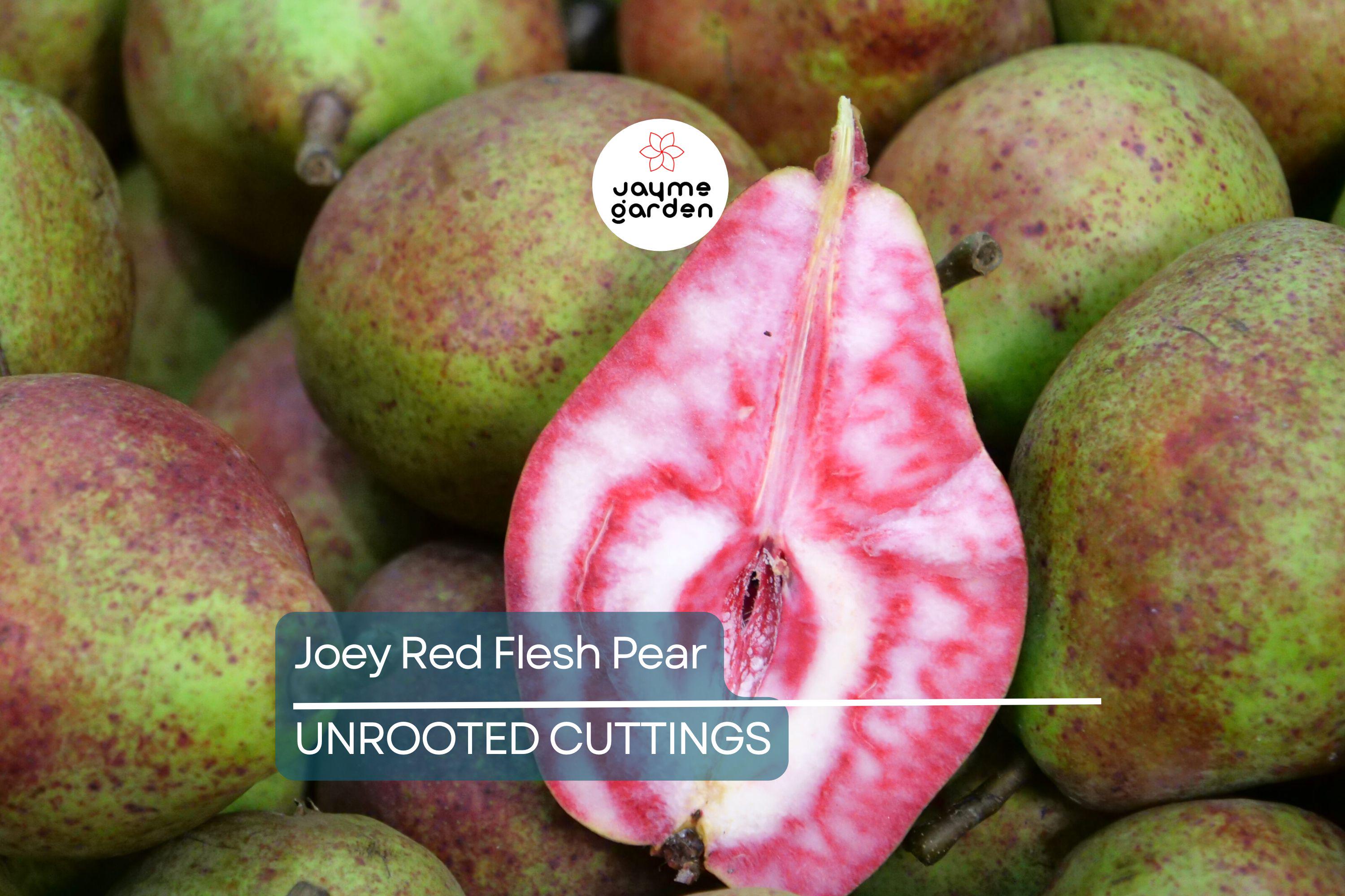 2 Joey Red Flesh Pear Tree Cuttings | Unrooted Scions for Grafting | Unique Cinnamon-Flavored Fruit