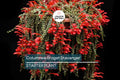 Columnea Broget Stavanger | Goldfish Plant | Lipstick Plant | Red Flowers | 2-Inch Potted Starter Plant