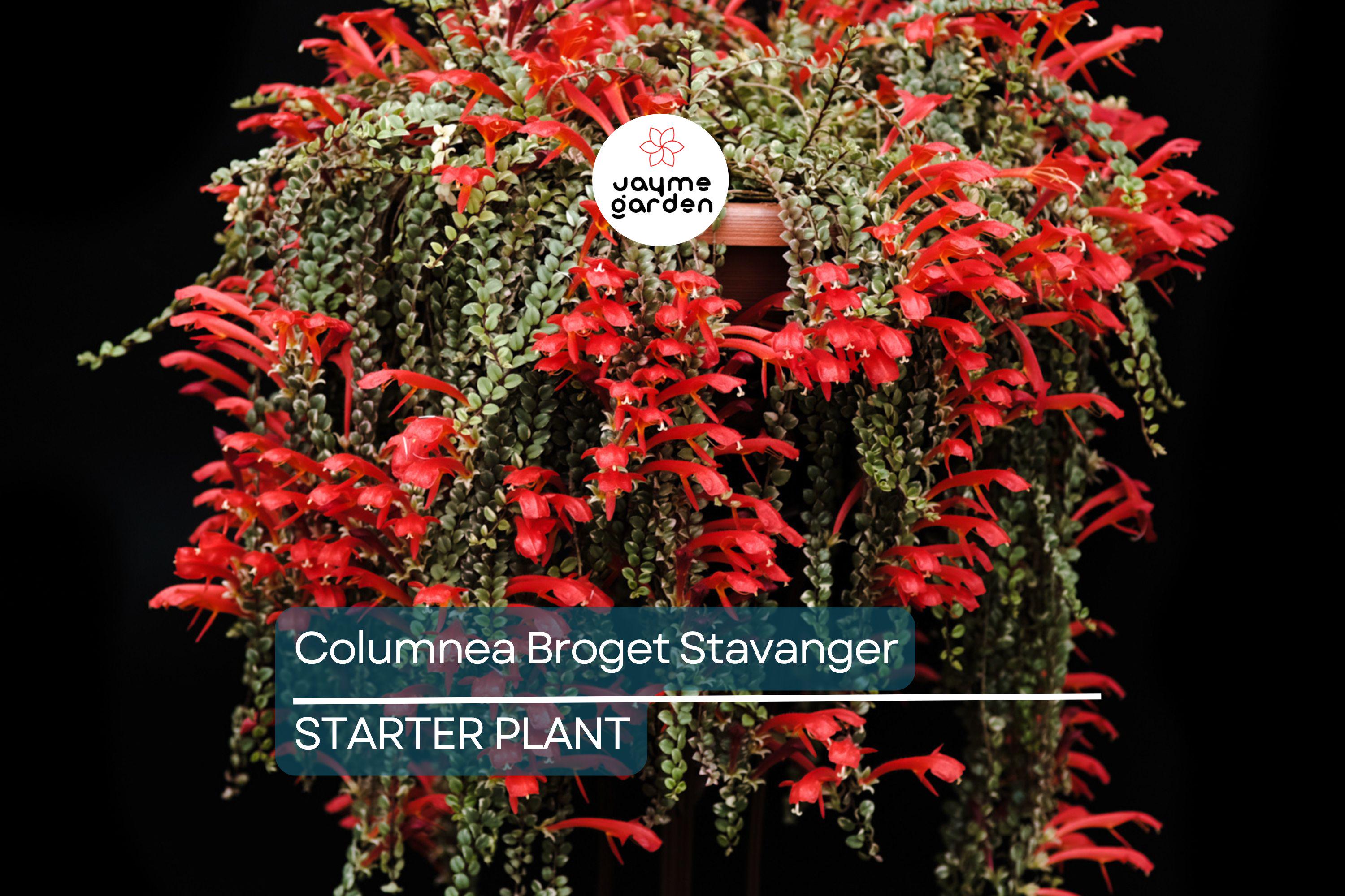 Columnea Broget Stavanger | Goldfish Plant | Lipstick Plant | Red Flowers | 2-Inch Potted Starter Plant