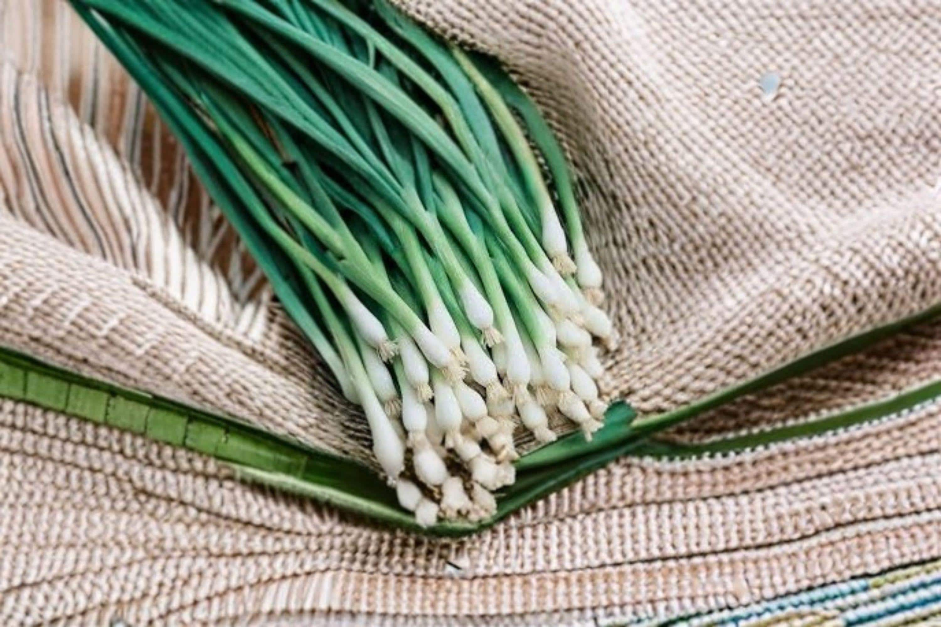 Onion – Tokyo Long (Bunching) 250 Seeds | Japanese Green Onion | Non-Bulbing | Mild & Fast Growing