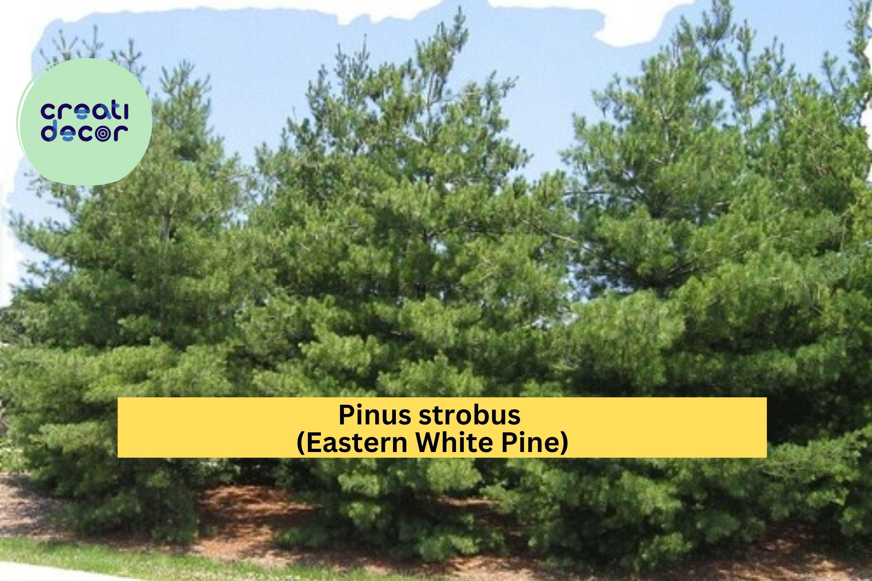Eastern White Pine Tree Seedlings – Lot of 3 Bare Root Transplants, 24–30” Tall, Pinus Strobus Evergreen Trees for Landscape