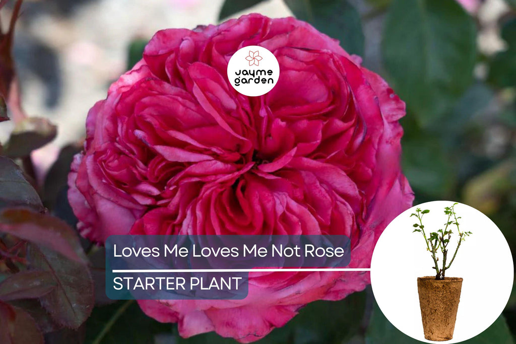 Loves Me Loves Me Not Rose – 5' Tall | Fragrant Deep Pink Hybrid Tea | 1.5 Gal Pot | 200+ Petals | Reblooming, Own-Root | Zones 5-10