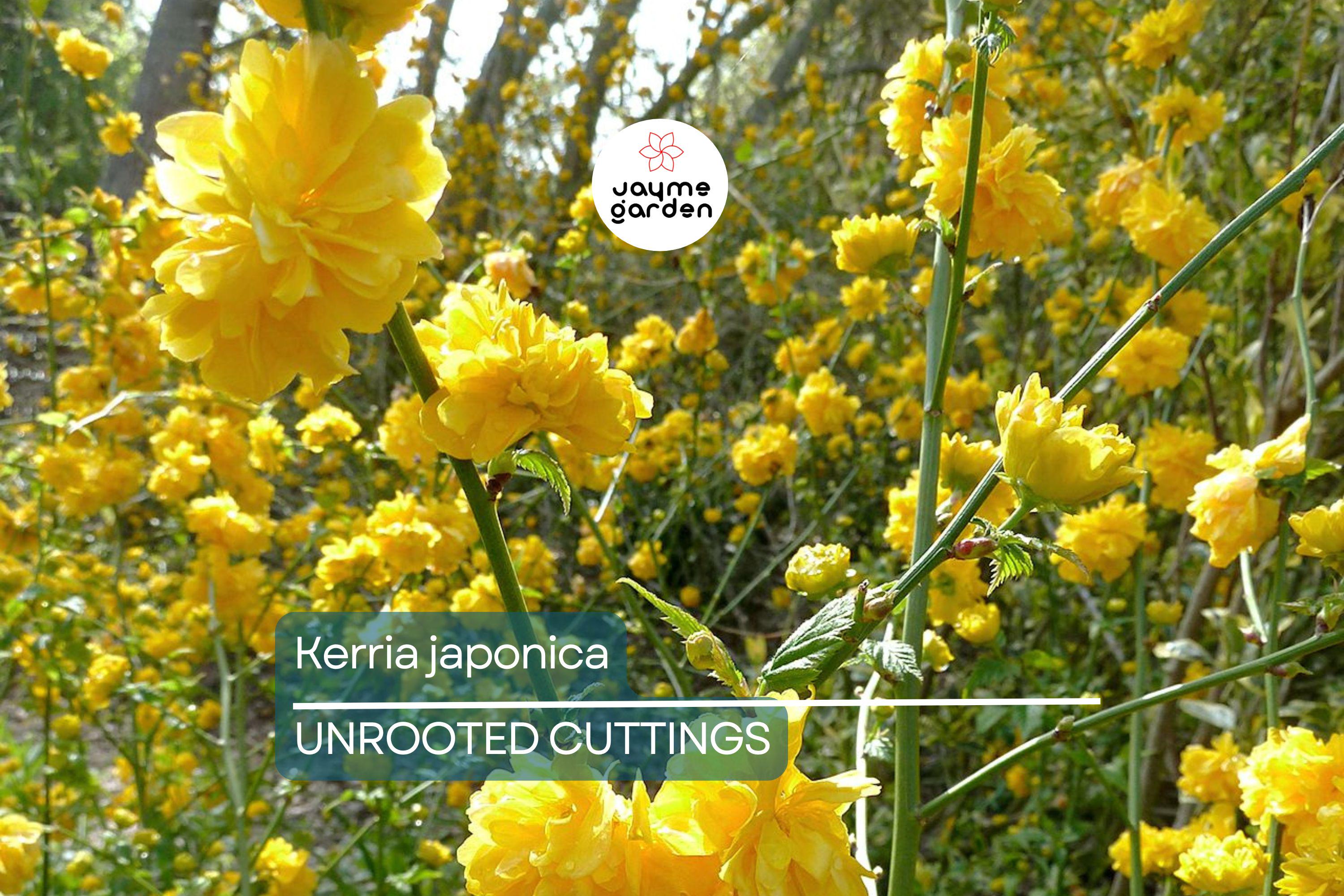 10 Kerria Japonica Cuttings for Rooting | Japanese Rose | Miracle Marigold | 7" Fresh Unrooted Cuttings | Easy to Root | Free Shipping