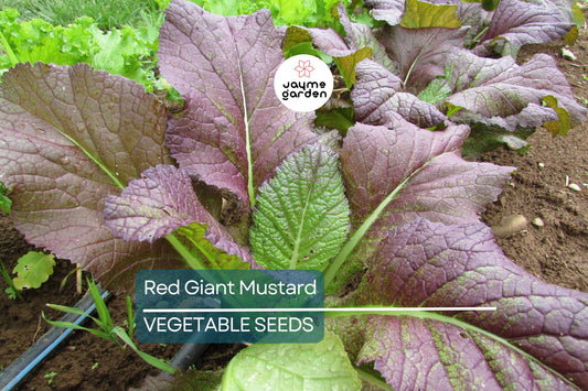 1,500 Red Giant Mustard Seeds – Non-GMO Heirloom, Brassica juncea, Spicy Greens, Microgreens or Full Grown, Easy to Grow, USA Seller!