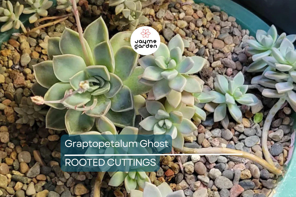 Graptopetalum Ghost Plant 4"-6" Fresh Healthy Rooted Succulent - Graptosedum Paraguayense