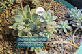 Graptopetalum Ghost Plant 4"-6" Fresh Healthy Rooted Succulent - Graptosedum Paraguayense