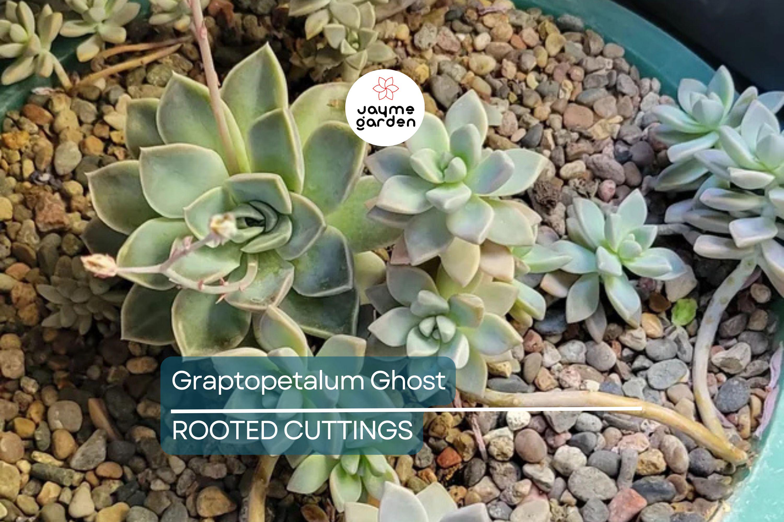 Graptopetalum Ghost Plant 4"-6" Fresh Healthy Rooted Succulent - Graptosedum Paraguayense