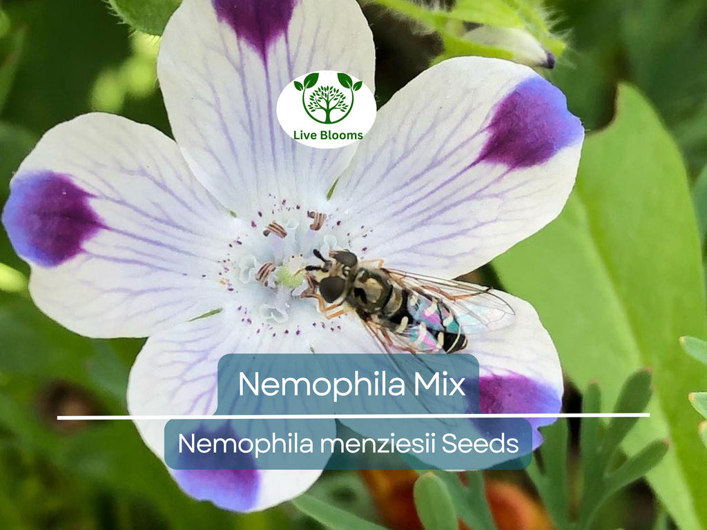 500 Seeds Nemophila Mixed Colors, Non-GMO, Short 4-6" Spring Bloomer, Vibrant Flowers, Easy to Grow, Pollinator-Friendly, Garden, Annual