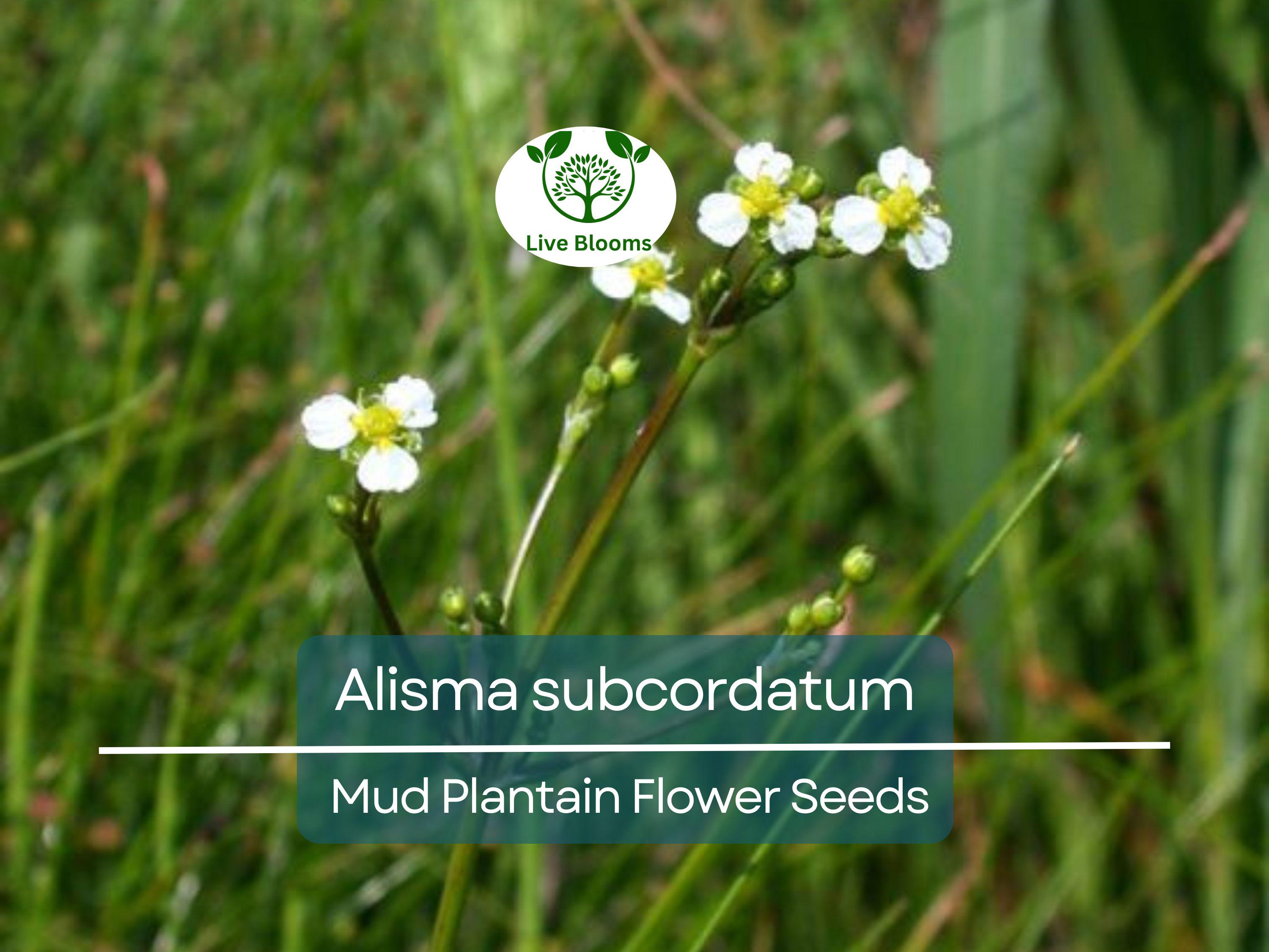 250 mg Seeds Alisma subcordatum (Mud Plantain) for Planting | Aquatic Native Perennial for Ponds, Wetlands & Wildlife Habitats