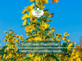 100 Seeds Sunflower Maximilian Perennial Flowers, Non-GMO, Attracts Butterflies & Finches, Helianthus maximiliani, Beautiful Garden Plant