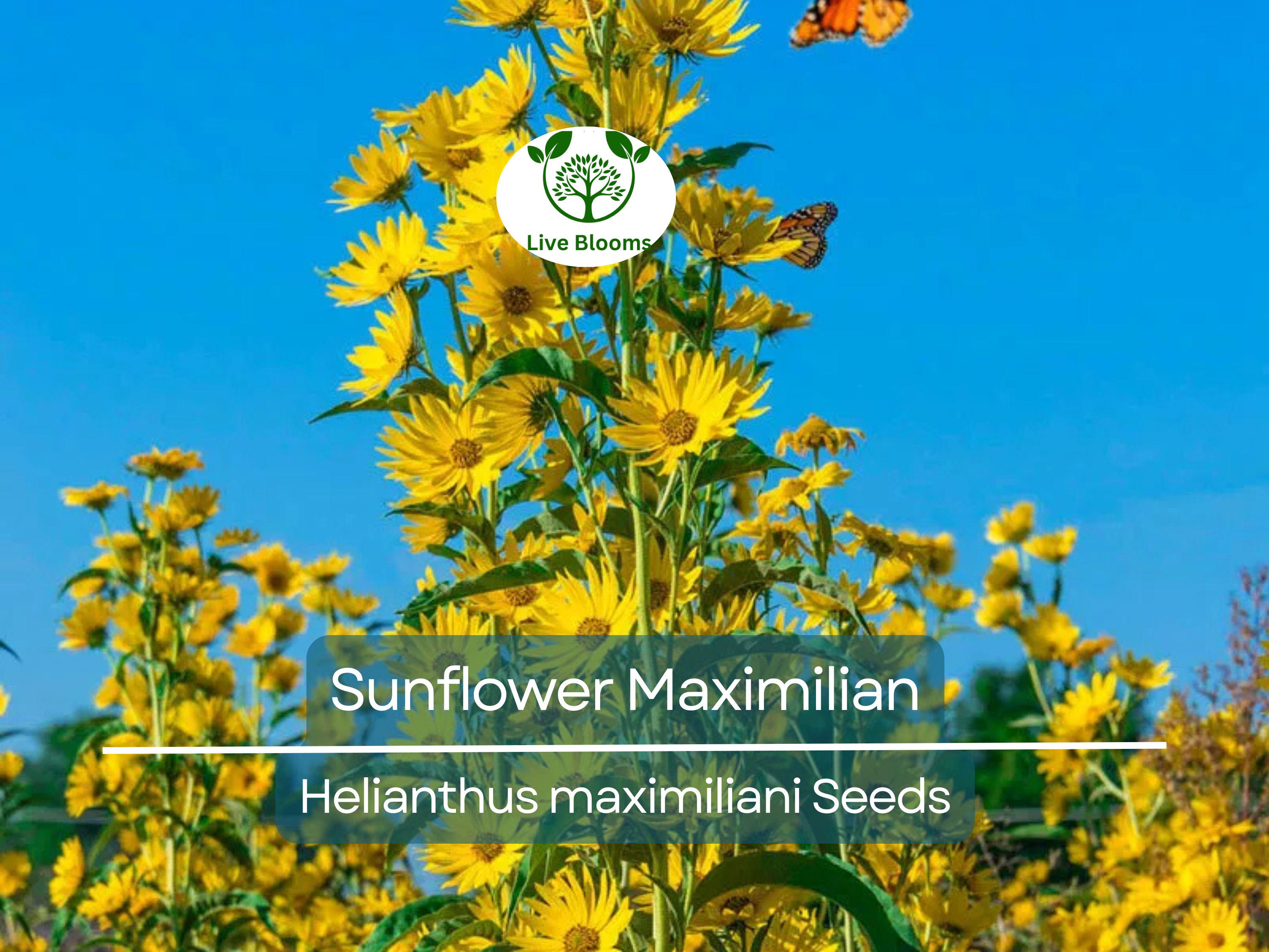 100 Seeds Sunflower Maximilian Perennial Flowers, Non-GMO, Attracts Butterflies & Finches, Helianthus maximiliani, Beautiful Garden Plant