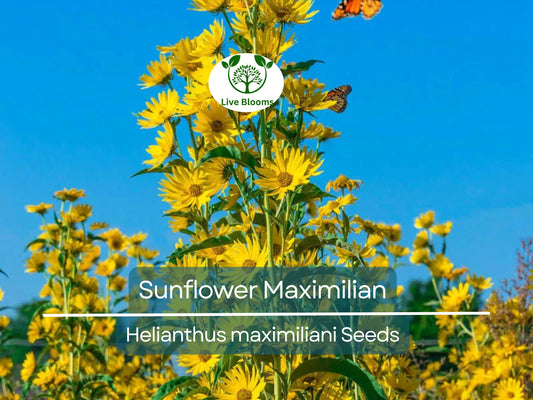 100 Seeds Sunflower Maximilian Perennial Flowers, Non-GMO, Attracts Butterflies & Finches, Helianthus maximiliani, Beautiful Garden Plant