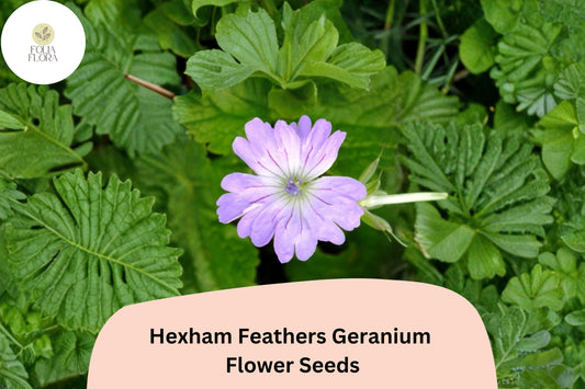 25+ Hexham Feathers Geranium Seeds for Garden Planting – Feather-like Purple Blooms, Hardy Perennial Flower