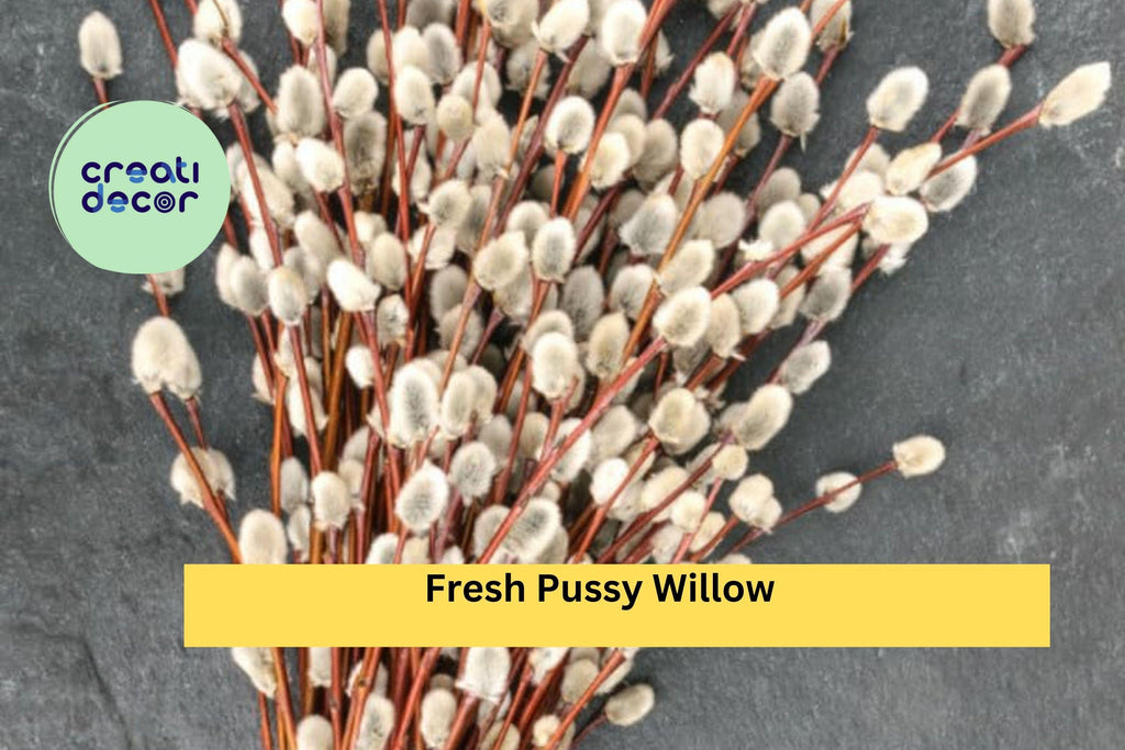 10 Fresh Pussy Willow Cuttings – Unrooted Stems for Planting – Easy to Root Decorative Willow Branches for Home or Garden