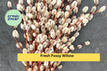 10 Fresh Pussy Willow Cuttings – Unrooted Stems for Planting – Easy to Root Decorative Willow Branches for Home or Garden