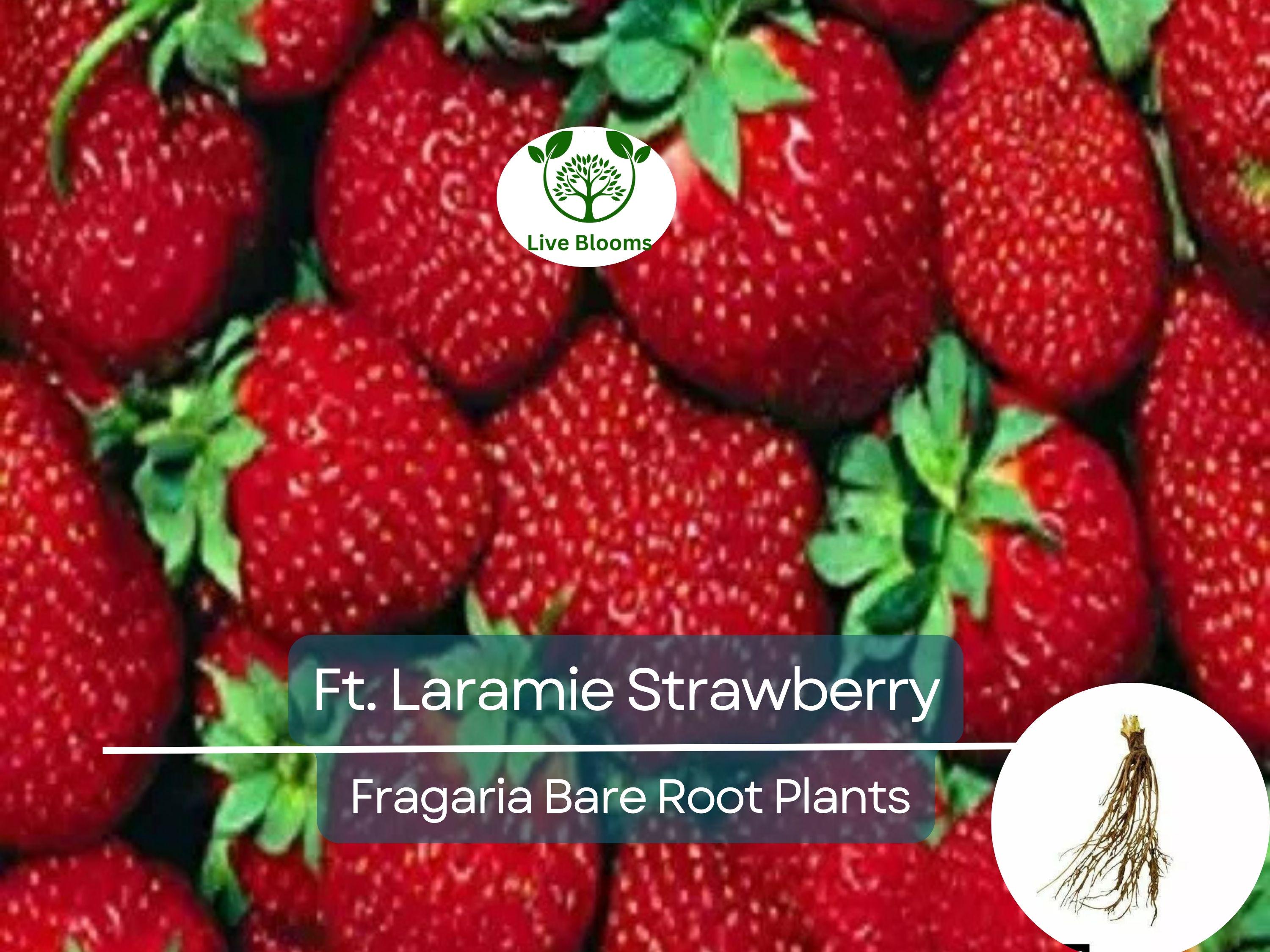 10 Ft. Laramie Strawberry Bare Root Plants - Everbearing, Sweet Heirloom, Fragaria × ananassa, Cold Hardy, Non-GMO Garden Fruit