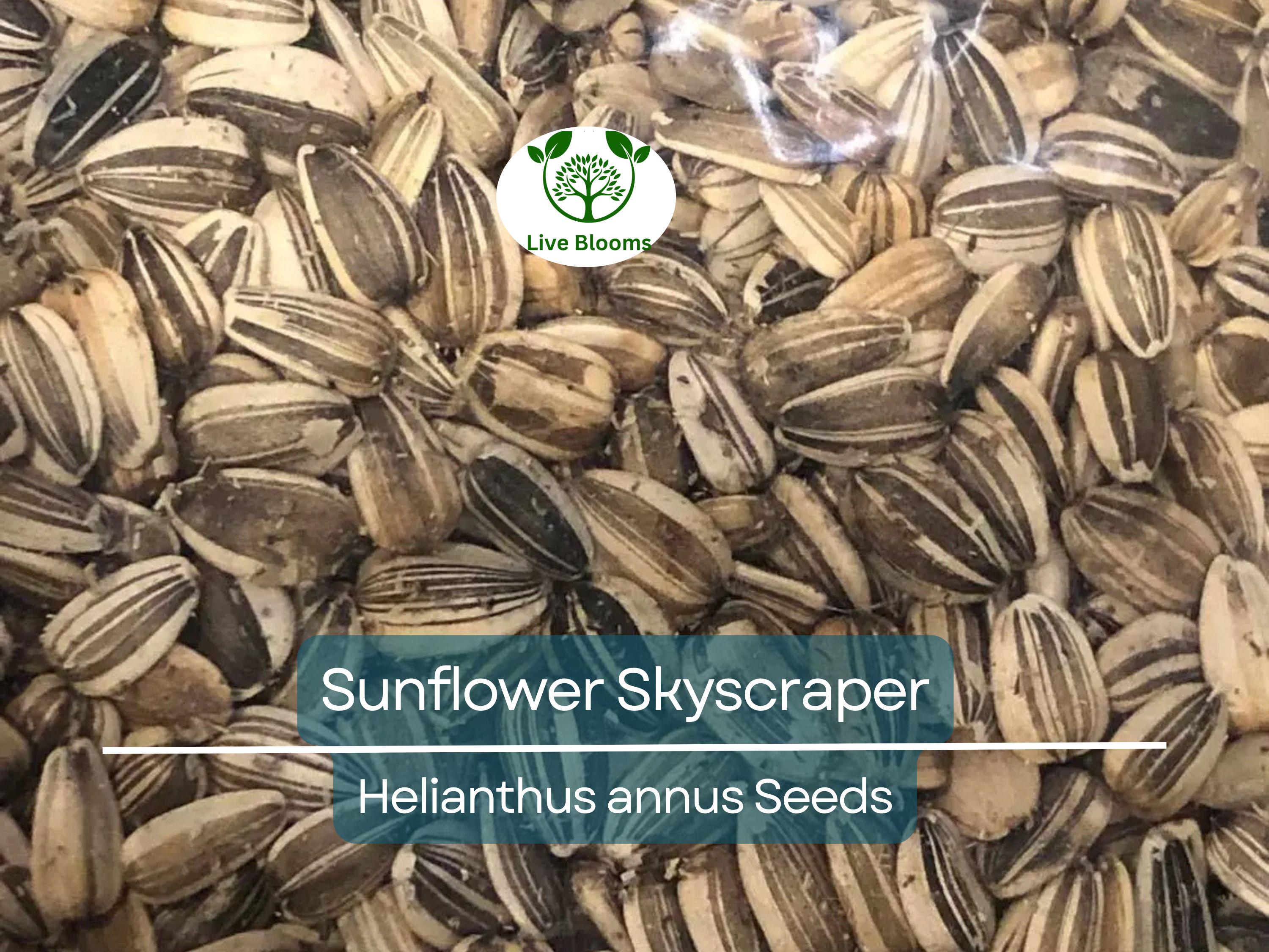 25 Seeds Sunflower Skyscraper, 144" Tall, Huge Edible Flowers, Heirloom Non-GMO, Giant Sunflower, Great for Gardens & Pollinators