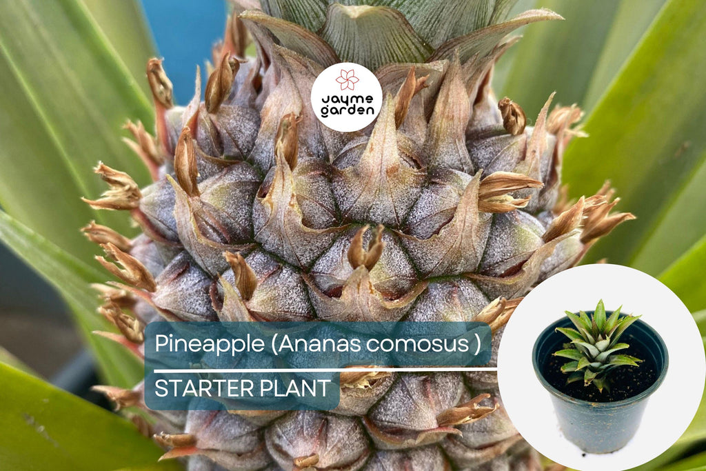 Pineapple Starter Plant (Ananas comosus) Sweet Tropical Fruit Live Plant 12”-24” | Easy Care & Juicy Homegrown Fruit