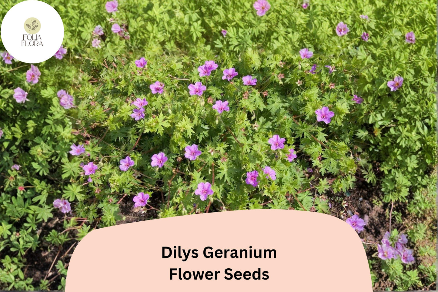 25+ Dilys Geranium Seeds | Purple Hardy Cranesbill | Long Blooming Perennial Ground Cover for Garden