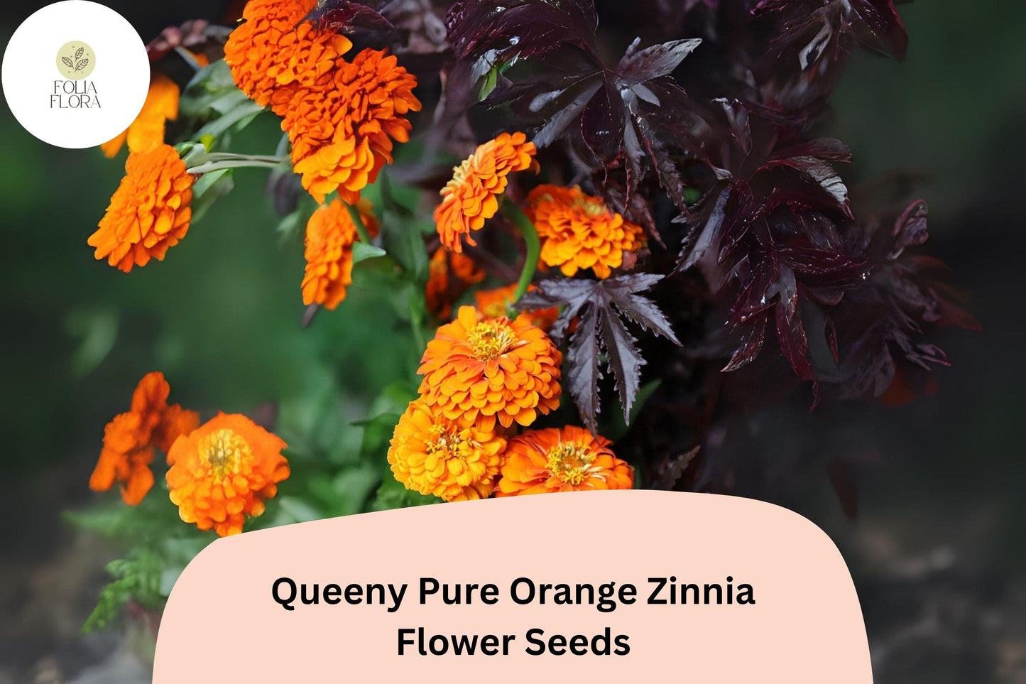 Queeny Orange Zinnia Seeds: Double Blooms, Cut Flowers