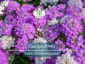 1000 Candytuft MIXED COLORS Seeds, Ground Cover, Pollinators, Fragrant Flowers, Iberis Umbellata, Non-GMO, Hardy, Garden Plants
