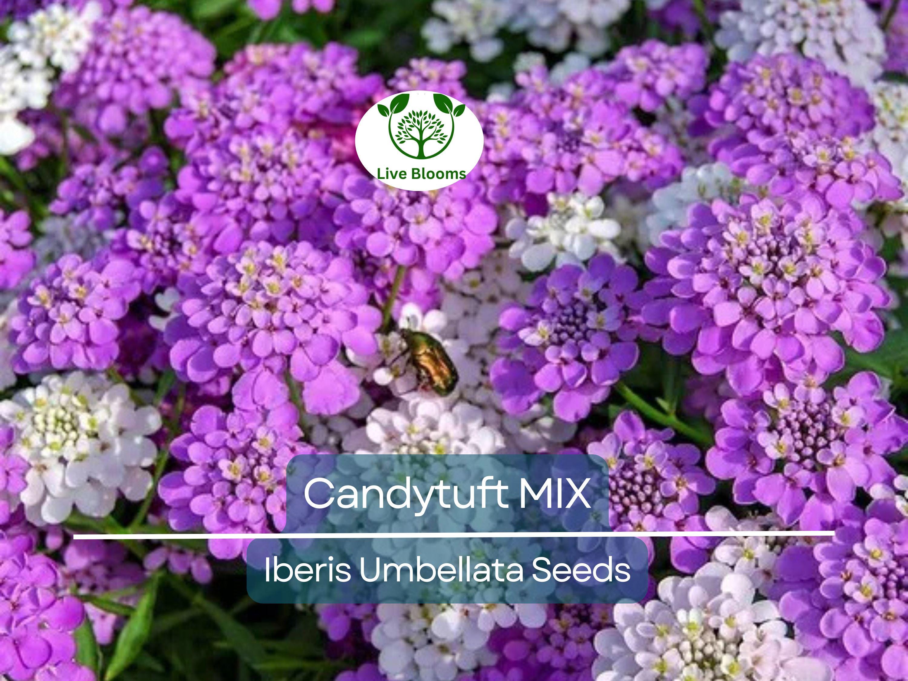 1000 Candytuft MIXED COLORS Seeds, Ground Cover, Pollinators, Fragrant Flowers, Iberis Umbellata, Non-GMO, Hardy, Garden Plants