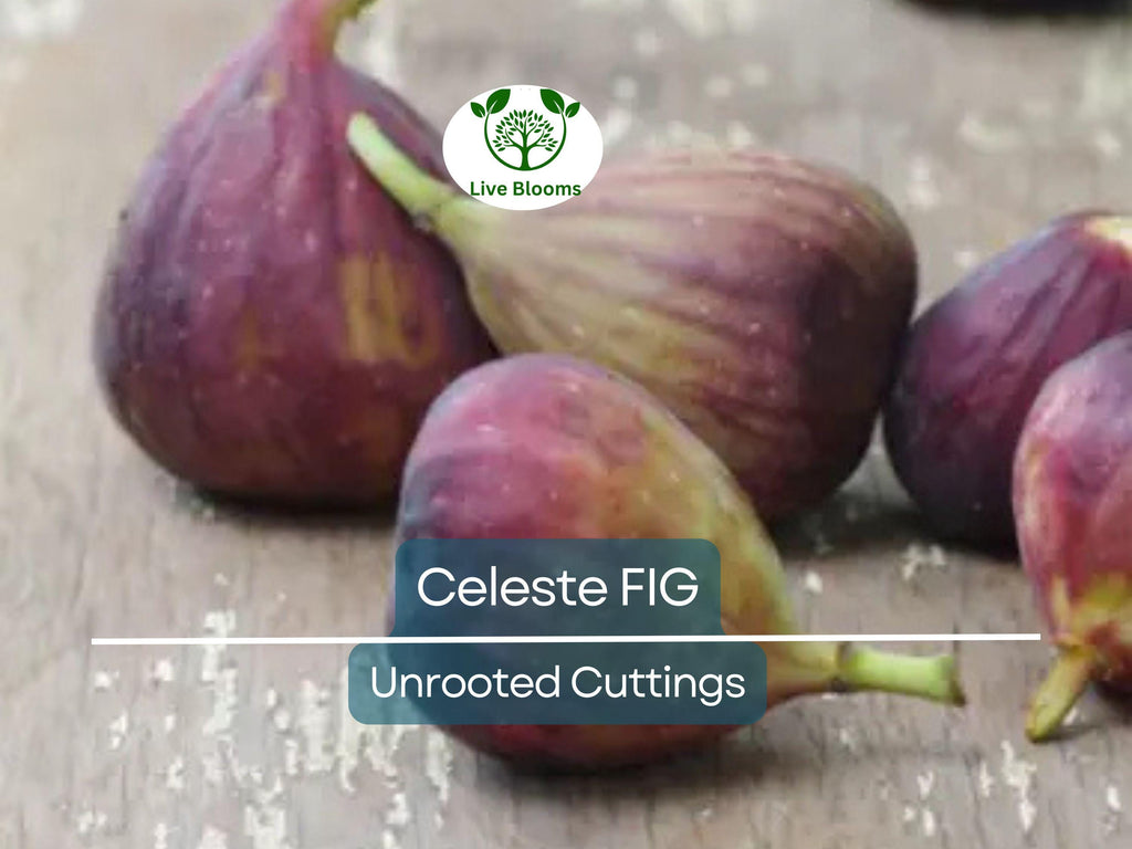 5 Celeste Fig Unrooted Cuttings/Scions 6" or Longer, Freshly Cut, 3+ Nodes, Perfect for Propagation, Grow Your Own Figs, Home Garden