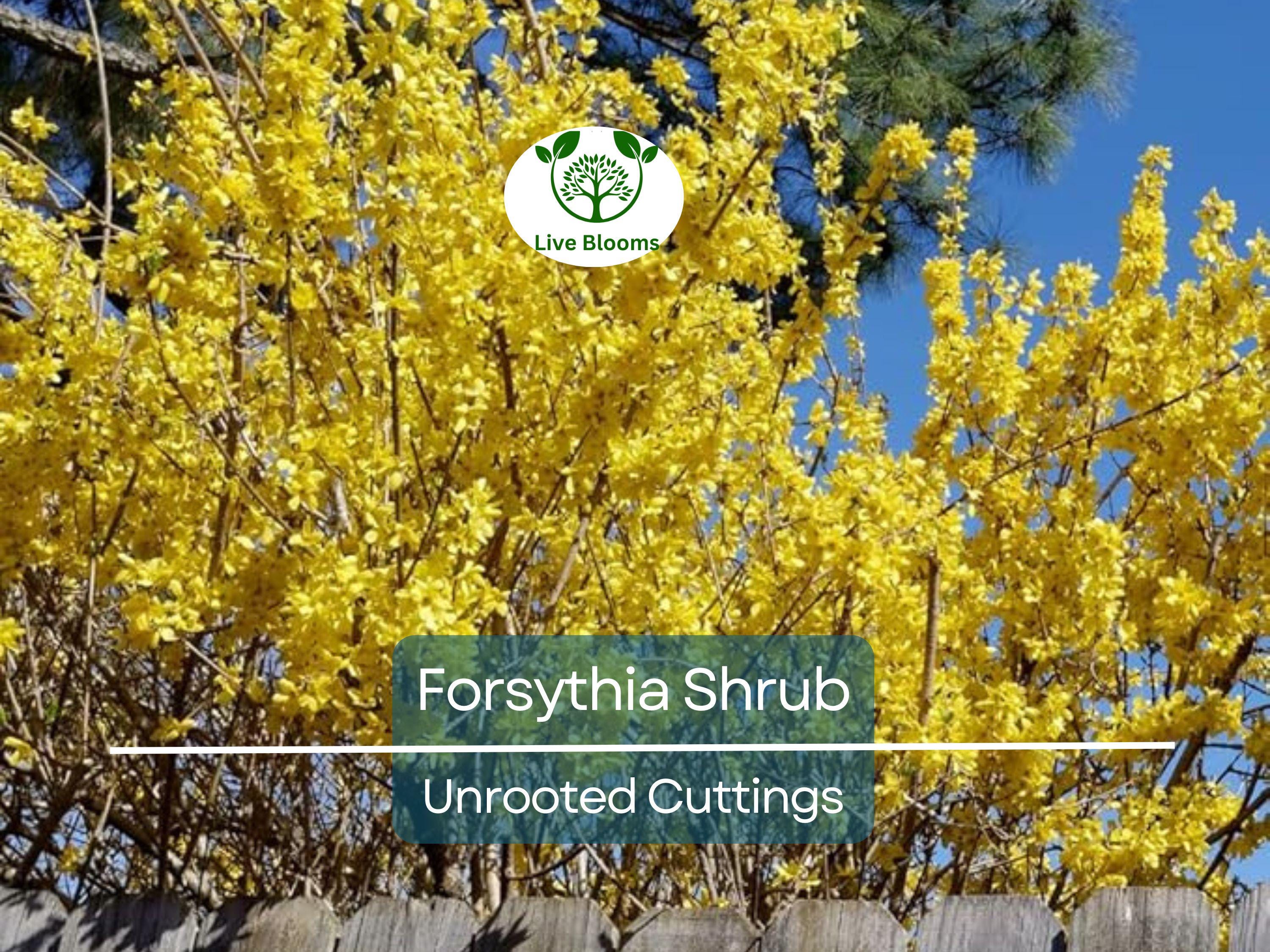 10 Forsythia Unrooted Cuttings (6-8") - Fast Growing Shrub for Rooting - Forsythia x intermedia, Yellow Blooms, Decorative Garden Plant