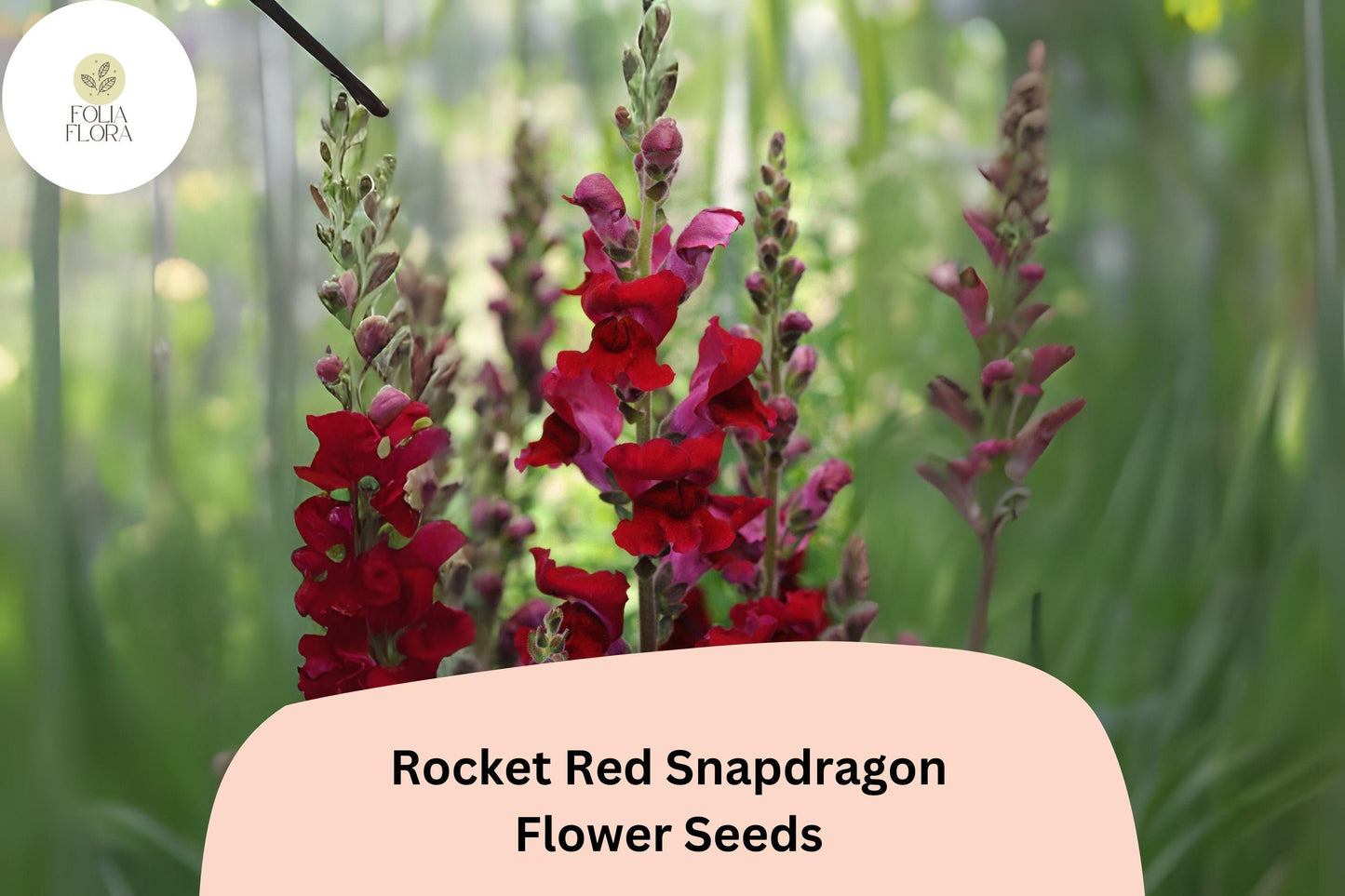 Antirrhinum majus Rocket Red Snapdragon Seeds – 1000+ Bold Red Blooms for Garden & Cut Flowers