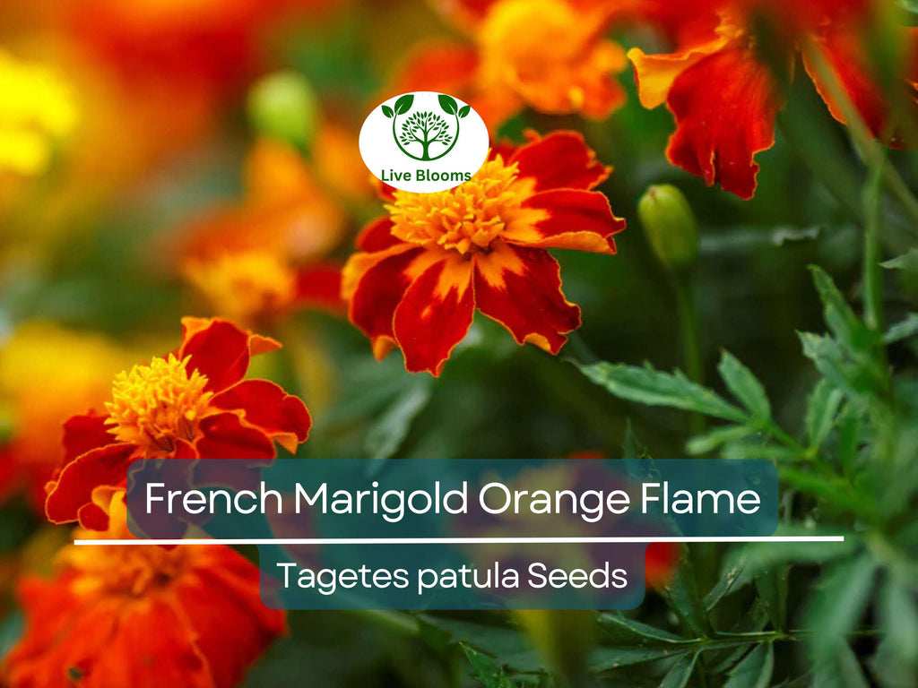 200 Seeds French Marigold Orange Flame Double Dwarf – Beneficial, Non-GMO, Bright Orange Flowers, Compact, Edible Plant