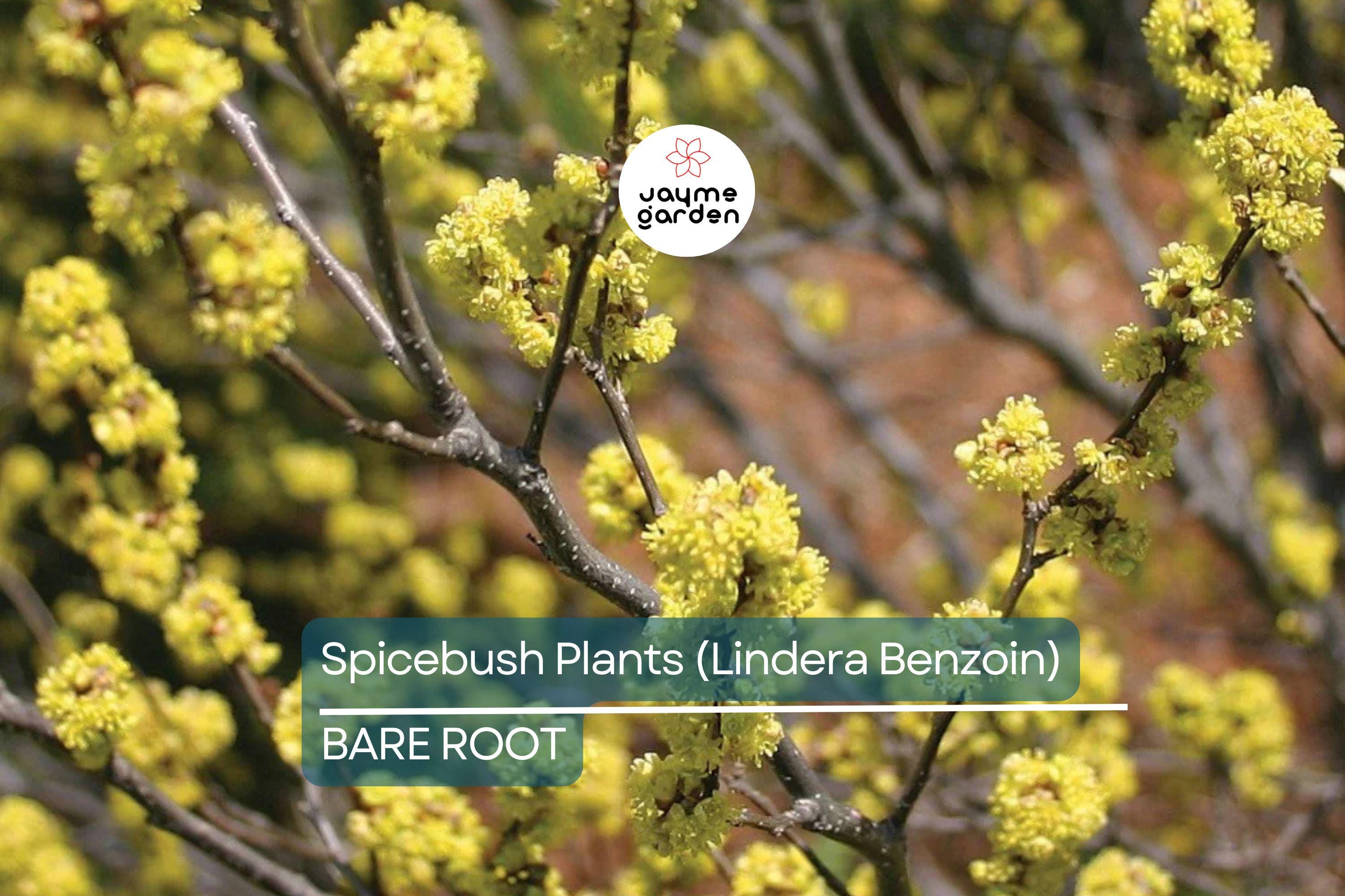 2 Spicebush Plants (Lindera Benzoin) – 12" Bare Root Shrubs, Wildlife-Friendly, Fragrant, Zones 4-9