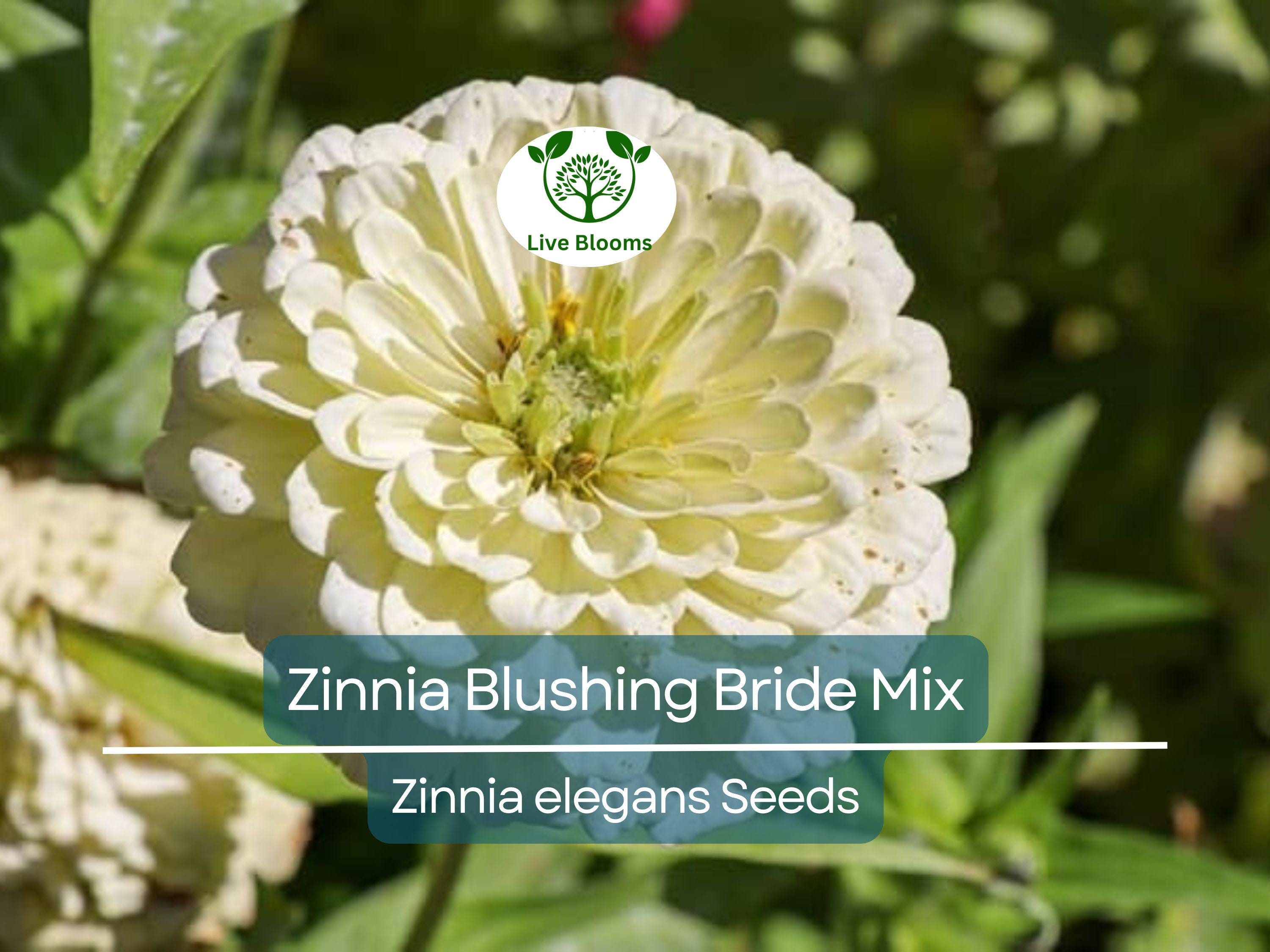 100 Seeds Zinnia Blushing Bride Mix, Cut Flowers, Pollinators, Weddings, Non-GMO, Zinnia elegans, Pink & White Blooms, Easy to Grow