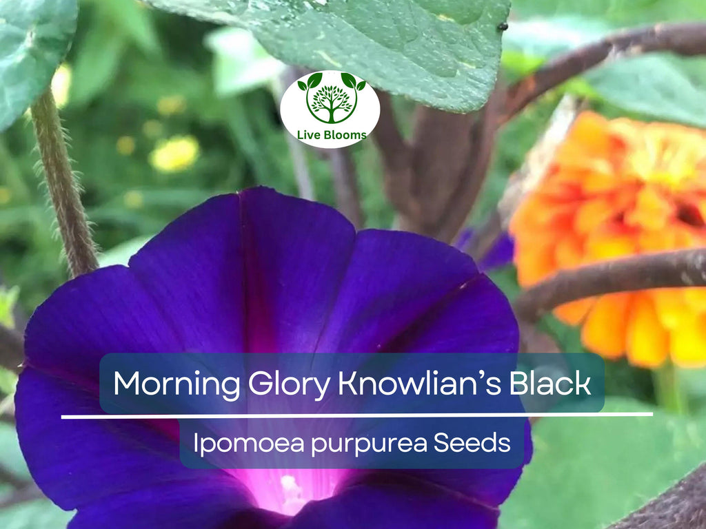 25 Seeds Morning Glory ‘Knowlian’s Black’ – Ipomoea purpurea – Rare Deep Purple-Black Vine – Non-GMO, Hummingbird Favorite