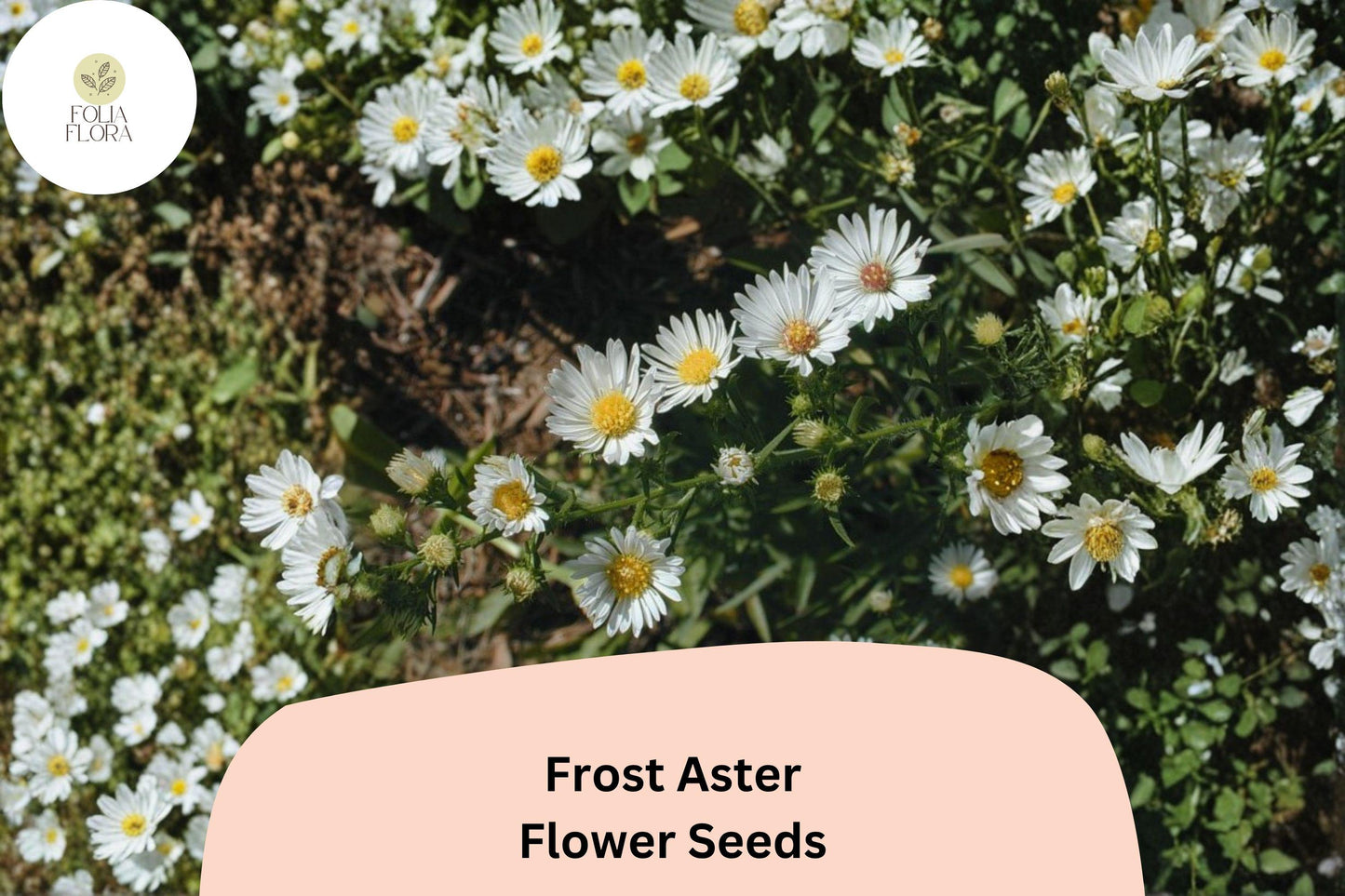100 Aster pilosus Seeds | Symphyotrichum pilosum | Frost Aster | White Native Wildflower for Pollinator Garden