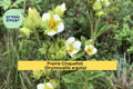 Prairie Cinquefoil Seeds (Drymocallis arguta) – 500 Native Wildflower Seeds | Pollinator-Friendly, Dry Prairie Plant | Zones 3–8