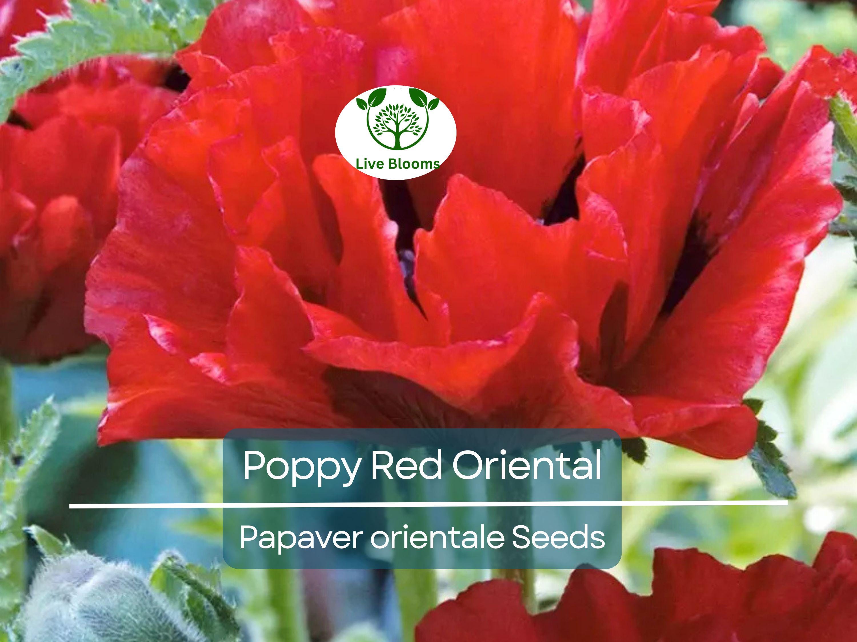 1000 Seeds Poppy Red Oriental Perennial - Scarlet Large Flowers, Non-GMO, Stunning Blooms, Ideal for Gardens Landscapes (Papaver orientale)